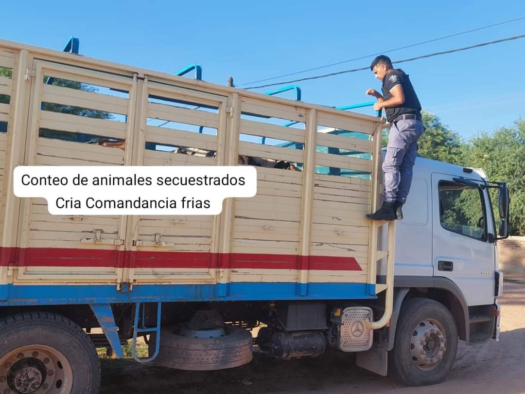 COMANDANCIA FRÍAS: 43 ANIMALES VACUNOS SECUESTRADOS EN COMANDANCIA FRIAS POR FALTA DE GUÍA 