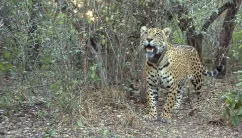 HUELLAS, OPERATIVOS Y TESTIMONIOS: CONFIRMARON QUE HAY UN YAGUARETÉ EN VILLA RÍO BERMEJITO. 