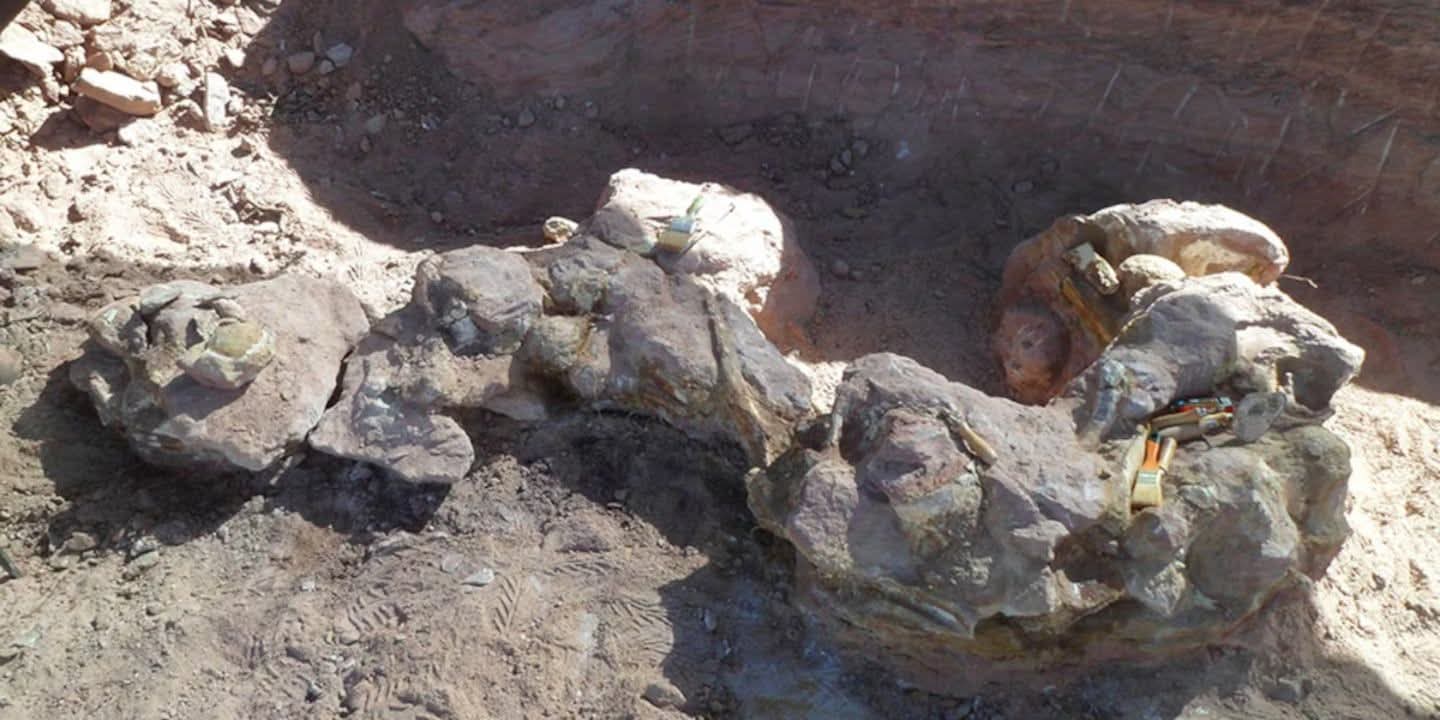 DESCUBRIERON UN DINOSAURIO GIGANTE EN NEUQU&Eacute;N: MEDIA ENTRE 10 Y 12 METROS.