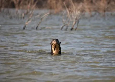 NACIERON LAS PRIMERAS TRES CRIAS DE NUTRIAS GIGANTES EN EL IMPENETRABLE.
