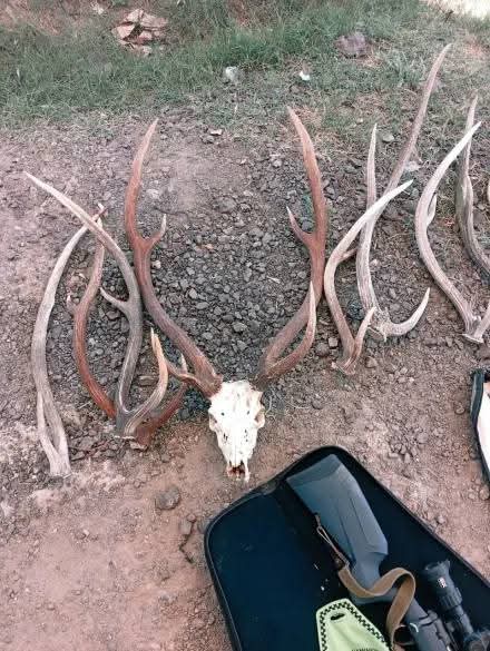 INTERCEPTARON A TRES CAZADORES EN RUTA 11: LLEVABAN ARMAS, CIERVOS Y CHANCHOS FAENADOS.