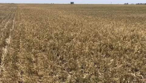 GANADEROS DEL CENTRO CHAQUEÑO COMPLICADOS POR LA SITUACIÓN CLIMÁTICA: 