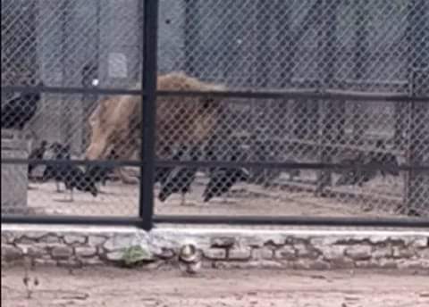 MURIO UN LEÓN ANCIANO EN SÁENZ PEÑA Y UN VIDEO VIRAL GENERÓ CONFUSIÓN: LA EXPLICACIÓN DEL COMPLEJO ECOLÓGICO.