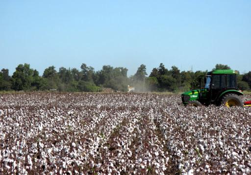 CAMPAÑA ALGODONERA: MÁS DE 415 MILLONES RECIBIERON ESTE MARTES LOS PRODUCTORES.