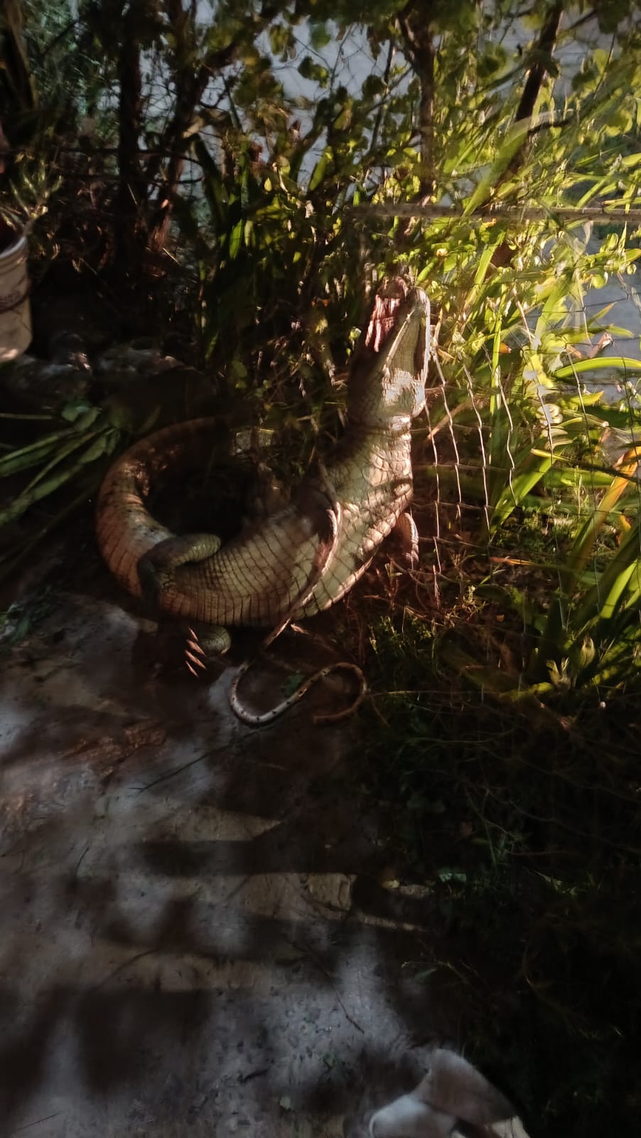 J J. CASTELLI: RESCATARON A UN YACAR&Eacute; DE M&Aacute;S DE UN METRO QUE APARECI&Oacute; EN EL PATIO DE UNA VIVIENDA