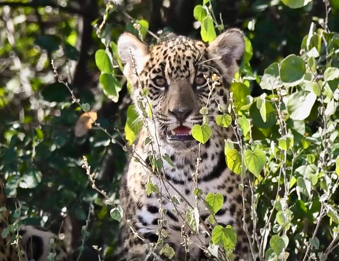 CONFIRMAN UN SEGUNDO NACIMIENTO DE YAGUARET&Eacute; EN EL PARQUE NACIONAL EL IMPENETRABLE.