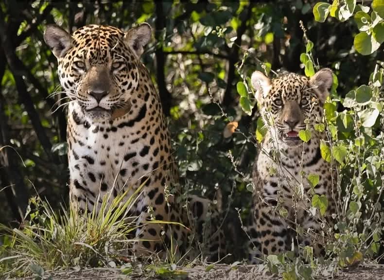 DOS RUGIDOS QUE VUELVEN AL MONTE: EL IMPENETRABLE BUSCA NOMBRE PARA SUS NUEVOS GUARDIANES.