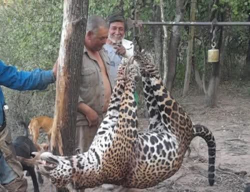 MULTA MILLONARIA PARA LOS CAZADORES DE UN YAGUARET&Eacute; EN FORMOSA. 