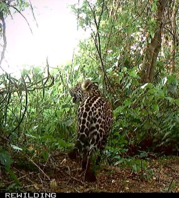 SEGUNDO CACHORRO DE YAGUARET&Eacute; EN EL PARQUE NACIONAL EL IMPENETRABLE.