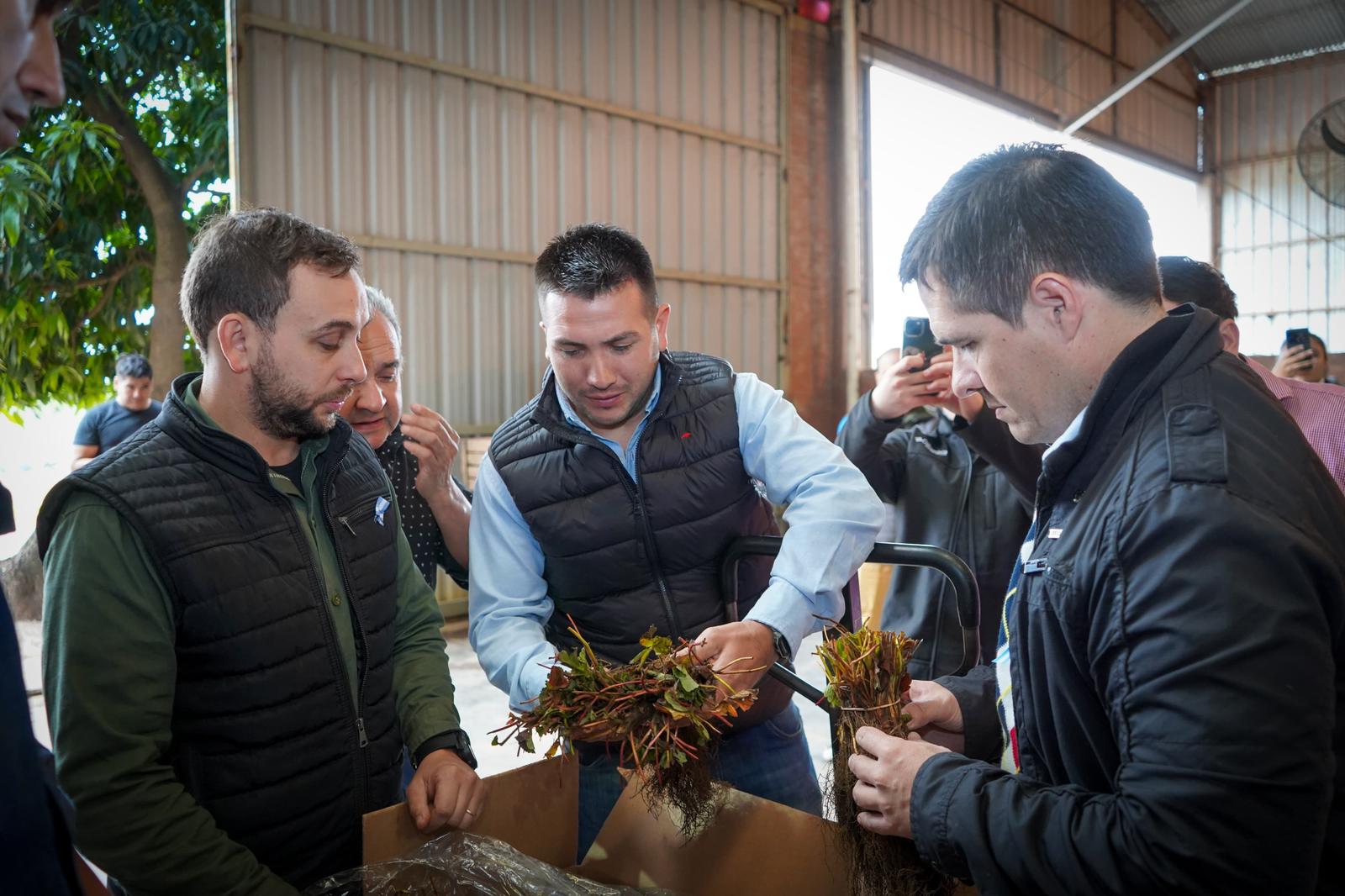 IMPULSO AL SECTOR AGRÍCOLA: GOBIERNO ENTREGÓ PLANTINES DE FRUTILLAS A PRODUCTORES DE 30 LOCALIDADES.