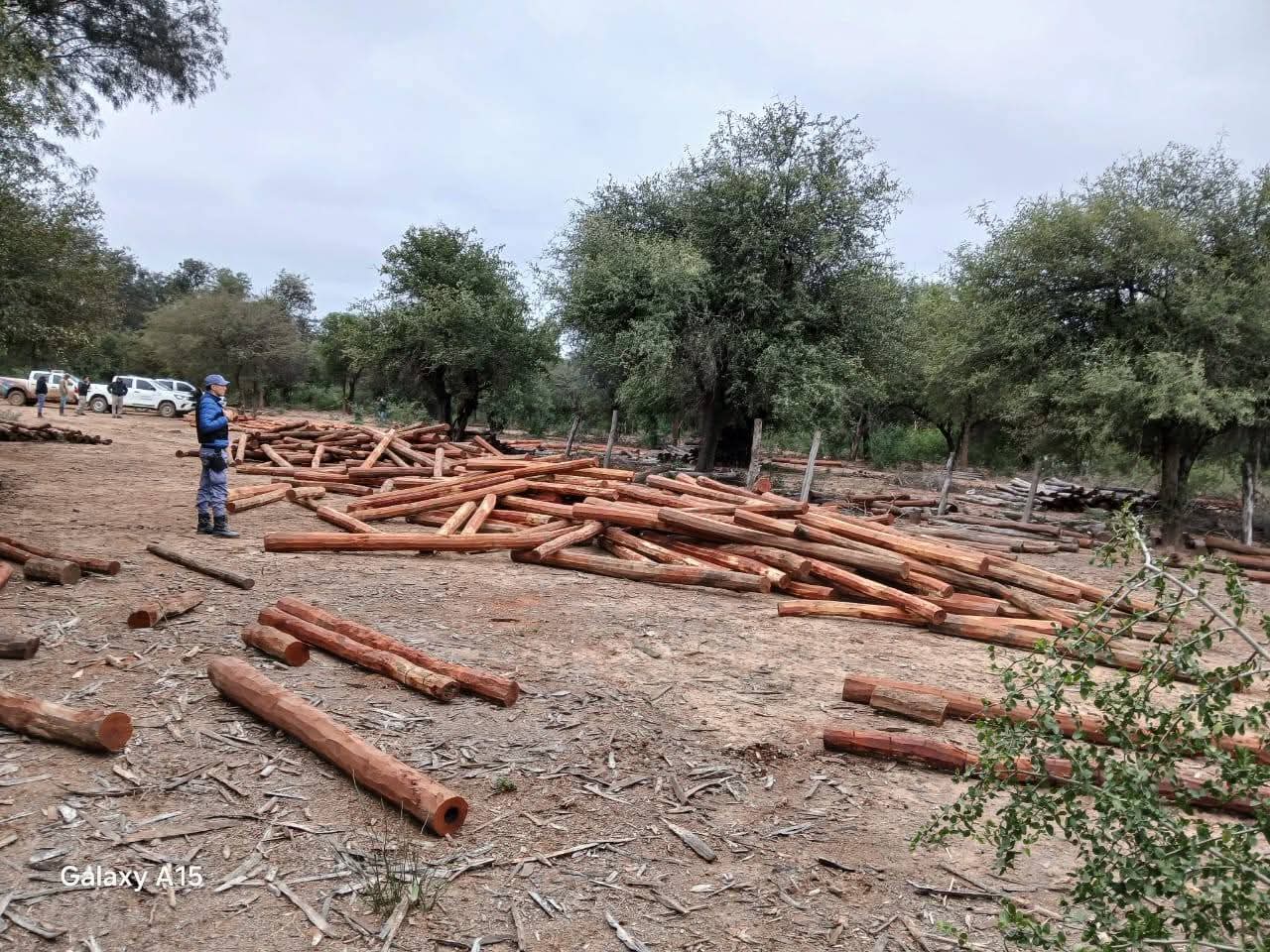 NUEVO GOLPE A LA TALA ILEGAL: COMISARÍA COMANDANCIA FRIAS JUNTO DIRECCIÓN DE BOSQUES PROVINCIA.