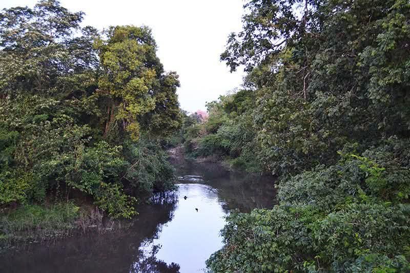 LA LEY NACIONAL DE BOSQUES 26.331 ES DE SUMA IMPORTANCIA PARA LA PROVINCIA DEL CHACO.