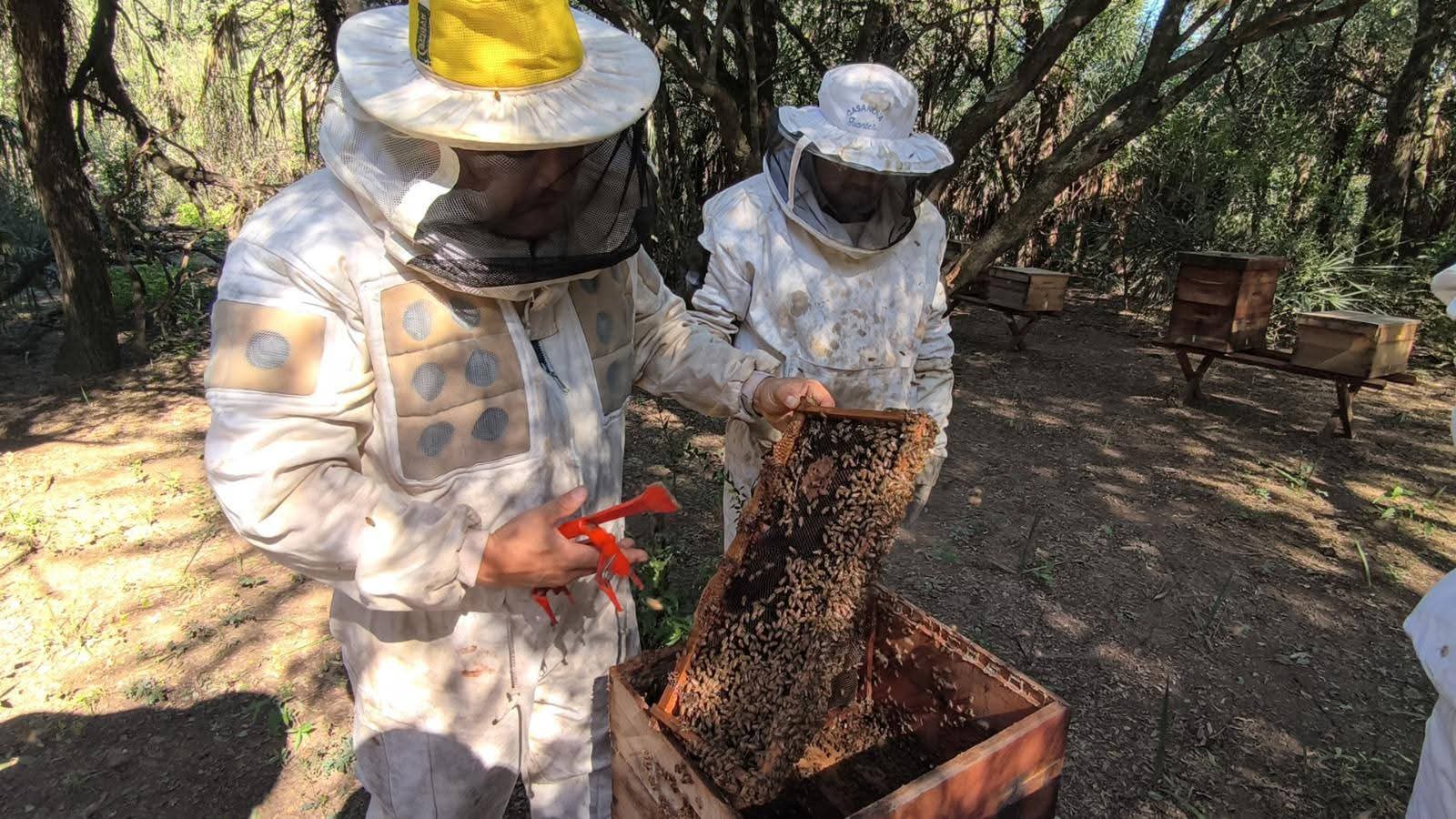 GRAN NOTICIA: CHACO LIDERA LA PRODUCCIÓN DE MIEL ORGÁNICA EN LA ARGENTINA. 