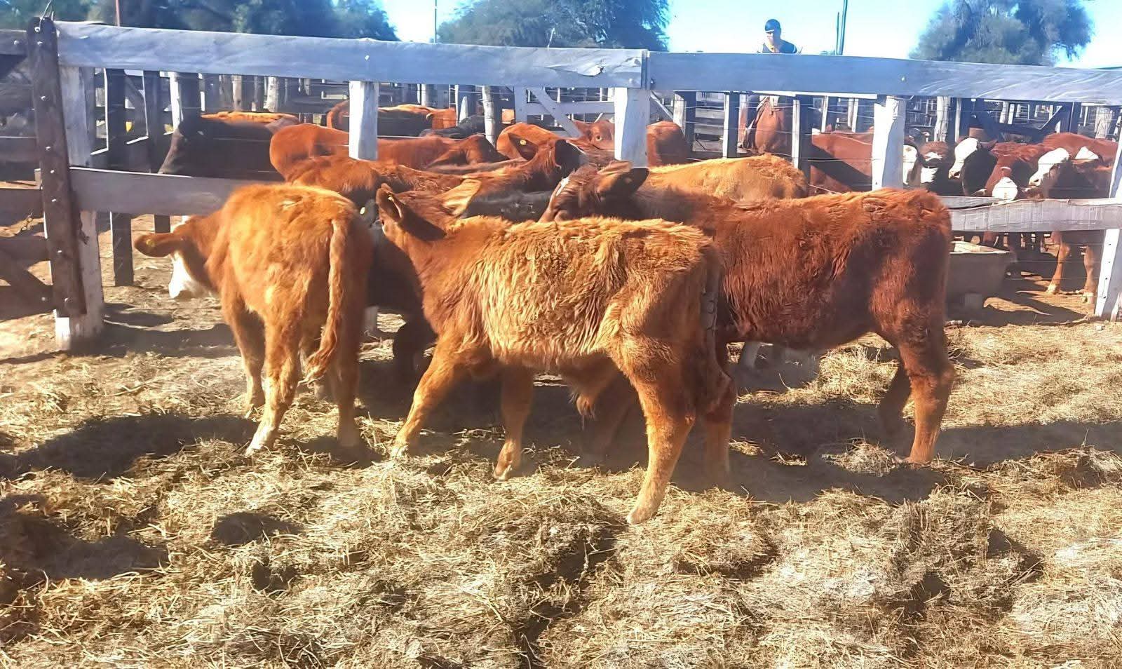 J.J CASTELLI FUE SEDE DEL 12° REMATE GANADERO ASISTIDO PARA PEQUEÑOS PRODUCTORES.