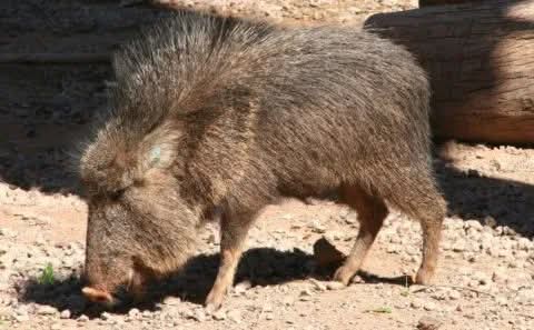 CAZAR FAUNA PROTEGIDA EN CHACO: UNA MULTA QUE PUEDE LLEGAR HASTA LOS $ 39 MILLONES.   