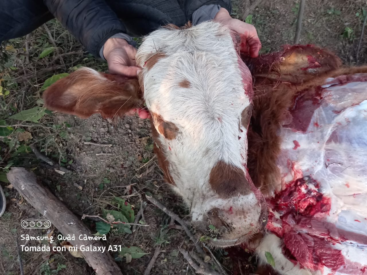 TRAS FAENAR ILICITAMENTE UN ANIMAL VACUNO FUE DETENIDO POR LA POLICÍA.