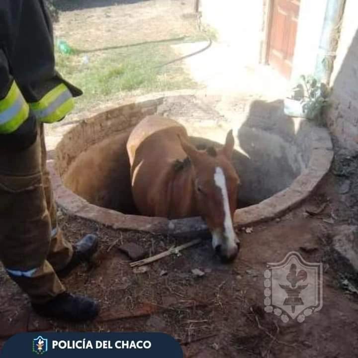 J.J CASTELLI: BOMBEROS RESCATAN A UN CABALLO QUE HABÍA CAÍDO A UN ALJIBE. 