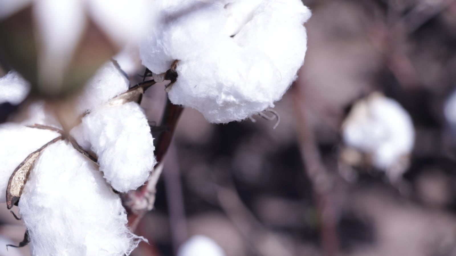 ALGODÓN: SE ABRE INSCRIPCION PARA LA CAMPAÑA 2025-2026.