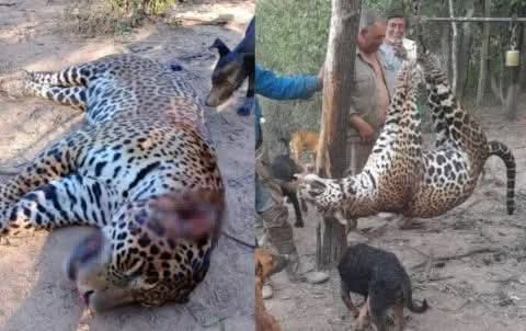 COMIENZA EN FORMOSA UN JUICIO CLAVE CONTRA CUATRO ACUSADOS DE CAZAR A UN YAGUARETÉ.