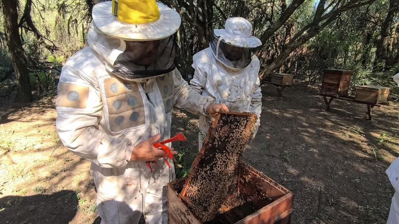 PRODUCCIÓN: RECOMENDACIONES PARA LA PREVENCIÓN DEL PEQUEÑO ESCARABAJO DE LAS COLMENAS.