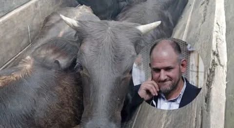 INTERCEPTARON A EMPLEADOS DE RICARDO OSUNA TRASLADANDO 45 TERNEROS DE FORMA IRREGULAR.