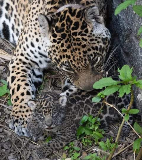 GRAN NOTICIA PARA LA CONSERVACIÓN DE LA ESPECIE: TANIA DIÓ A LUZ A OTRO YAGUARETÉ.