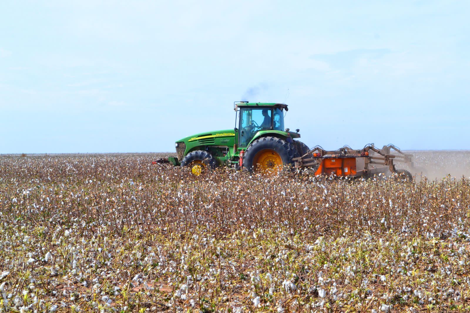CHACO: PRODUCTORES ALGODONEROS DEBEN INSCRIBIRSE EN EL SIPACH, ANTES DEL 10 DE SEPTIEMBRE.