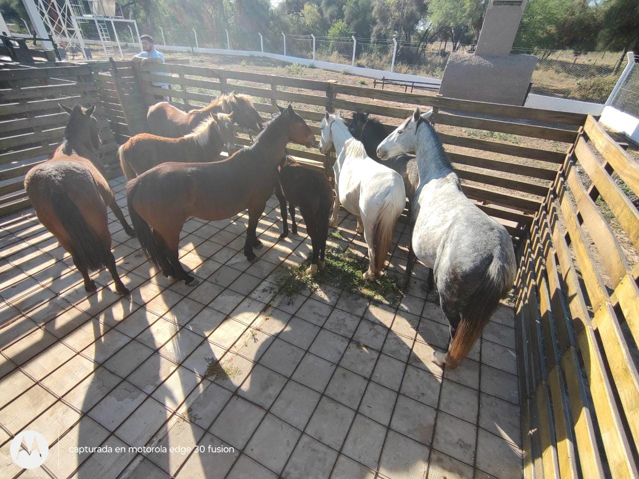 MIRAFLORES: POLICIA LOCAL REALIZÓ OPERATIVO DE CONTROL DE ANIMALES SUELTOS EN RUTAS Y CAMINOS VECINALES.  