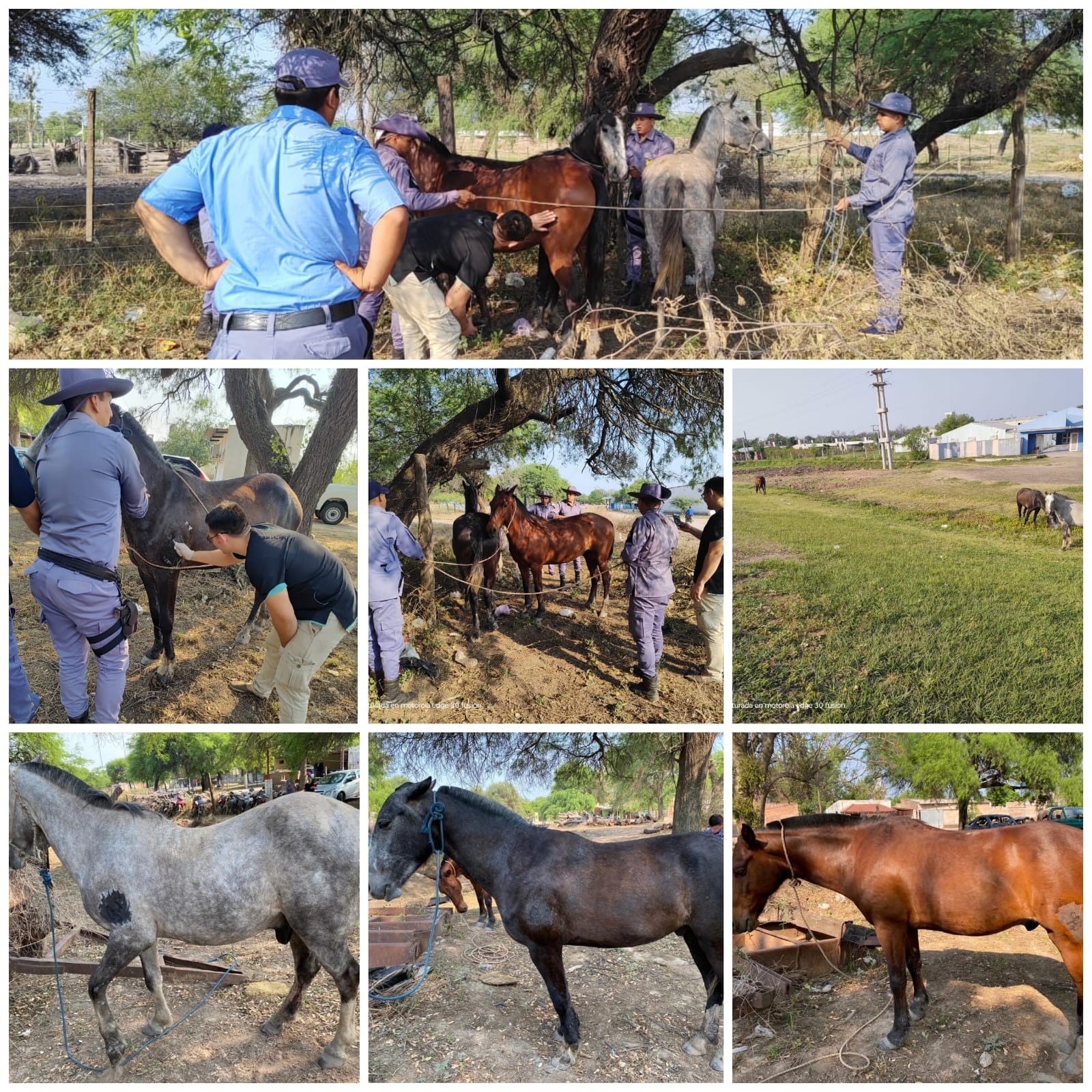 DESDE EL DEPARTAMENTO SEGURIDAD RURAL J.J CASTELLI,  INFORMÓ SOBRE LOS DIFERENTES PROCEDIMIENTOS LLEVADOS A CABO EN DIFERENTES PUNTOS DE ESTA JURISDICCIÓN   POLICIAL.