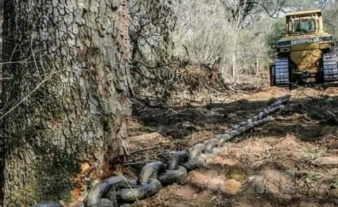 EL IMPENETRABLE: FRENARON UNA TOPADORA QUE ARRASABA CON MONTE NATIVO UTILIZANDO CADENAS.