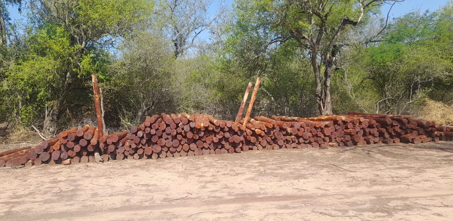LEGALMENTE CORTADOS: MILLONARIO RECUPERO DE POSTES, POR PARTE DE LA DIRECCIÓN DE BOSQUES.