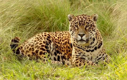 PIDEN CALMA ANTE PRESENCIA DE UN YAGUARETÉ EN LA ZONA DEL IMPENETRABLE.