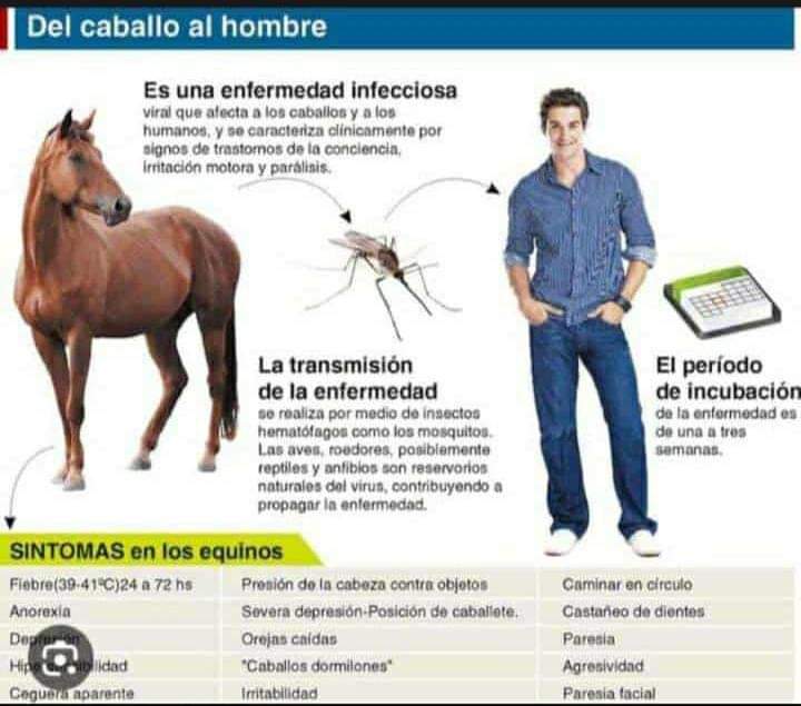 ALERTA POR UNA OLA DE CASOS POSITIVOS DE UN VIRUS EN EQUINOS QUE PODRÍA INFECTAR A LOS HUMANOS.
