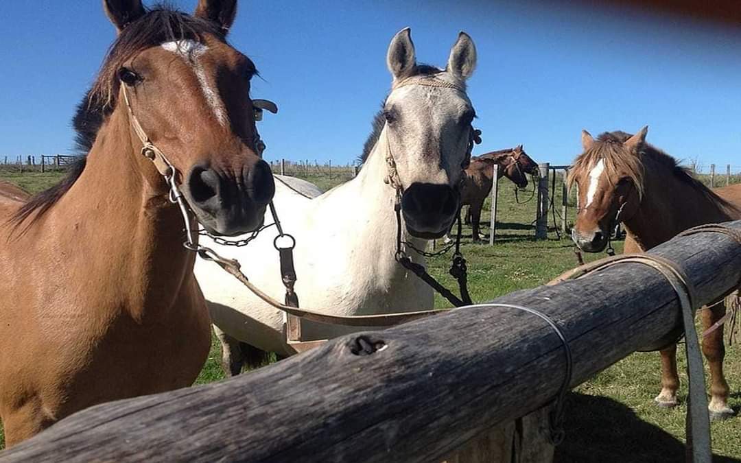 EL SENASA DECLARÓ LA EMERGENCIA SANITARIA POR ENCEFALOMIELITIS EQUINA.