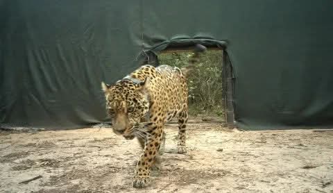 INVESTIGAN ATAQUE AL LA YAGUARETÉ ACAÍ EN EL IMPENETRABLE: HALLARON SU COLLAR EN EL RÍO. 