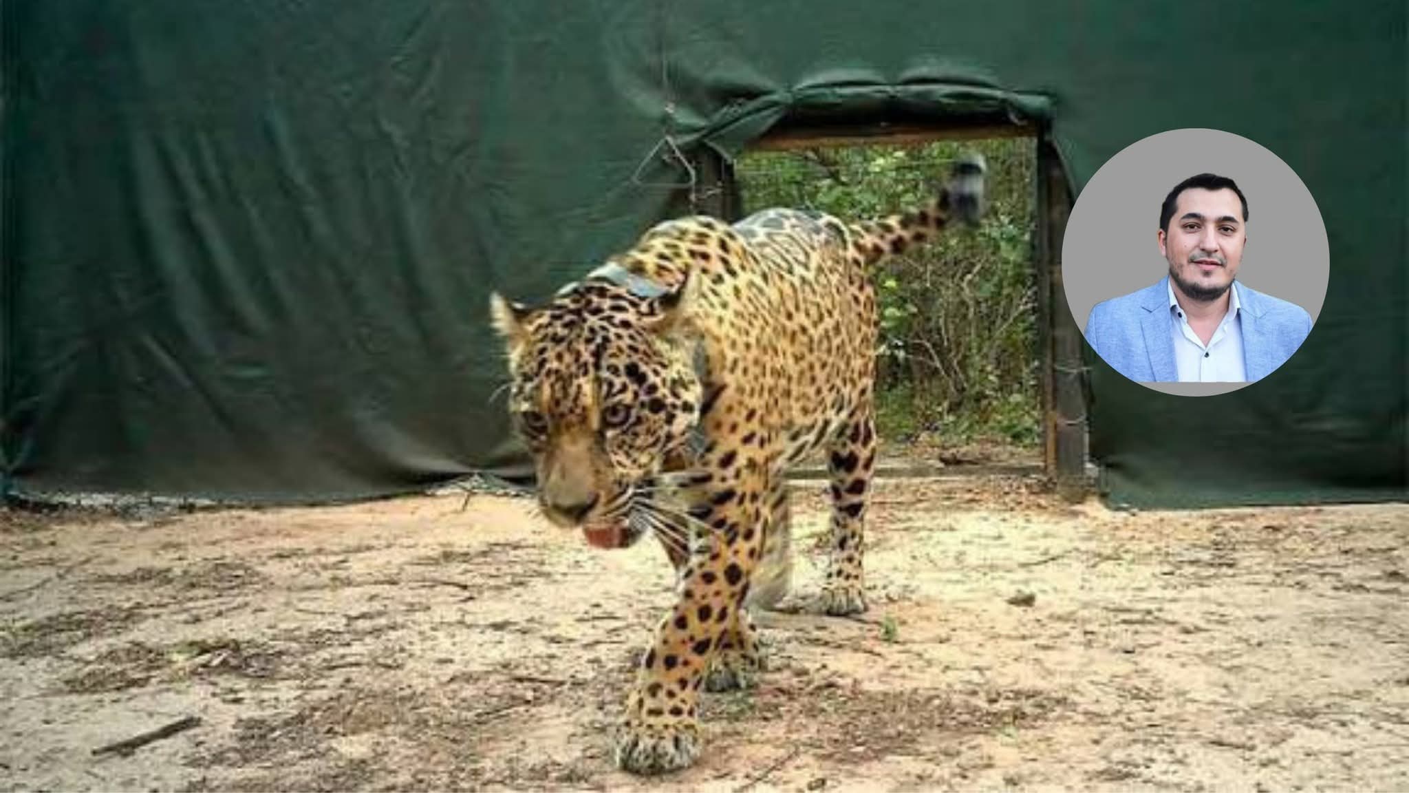 EL INTENDENTE FRÍAS SE MOSTRÓ CONSTERNADO POR LA DESAPARICIÓN Y MUERTE DE LA YAGUARETÉ ACAÍ.