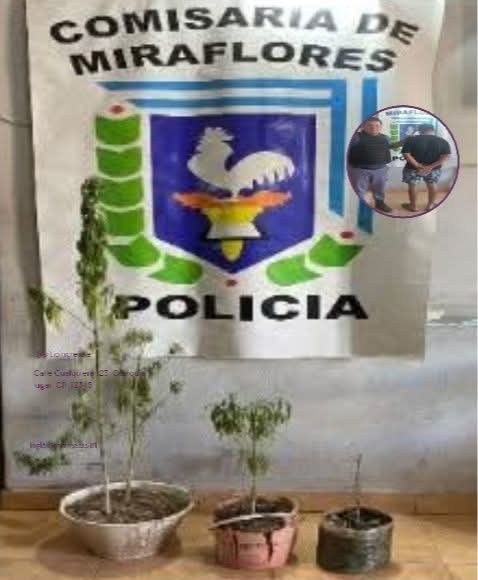 MIRAFLORES: AMENAZÓ A SU PAREJA CON UNA TRINCHETA EN EL CUELLO, POSEÍA PLANTAS DE MARIHUANA, QUEDÓ DETENIDO. 